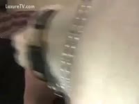 Hot dog sex on the couch with a white dog